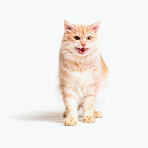 Just Groomit Price List Pet Parlour & Mobile Groomer Cape Town